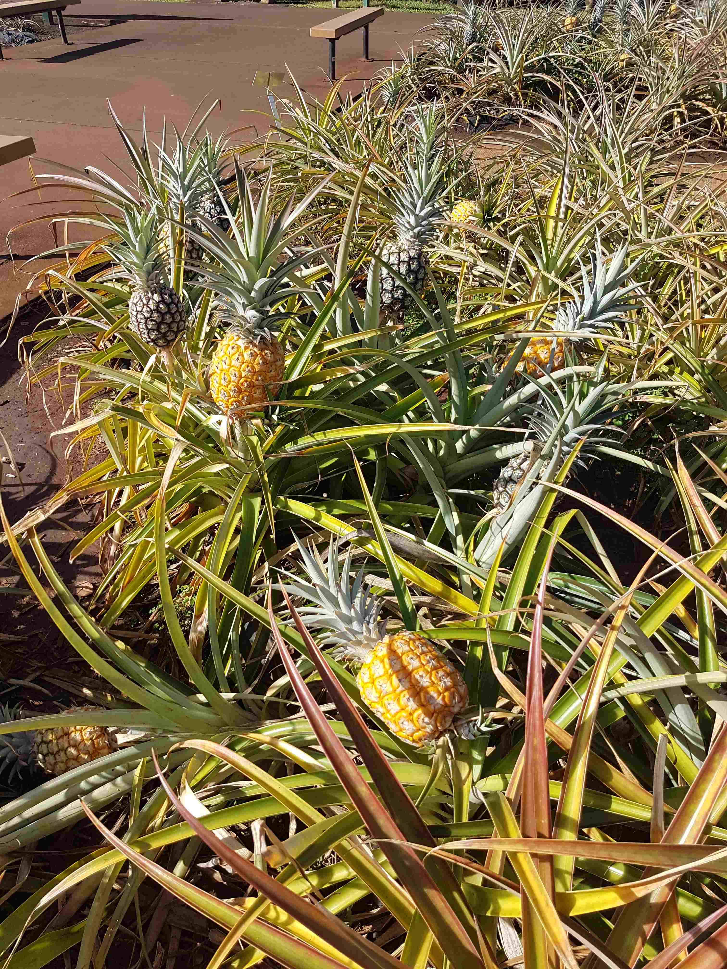 Dole Pineapple Plantation